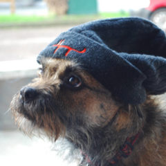 Izzy the dog wearing beanie hat